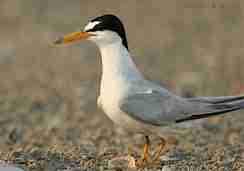 Bird eaten by Amerindians